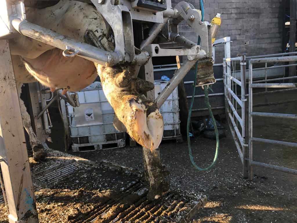 Foot trimming dairy cow