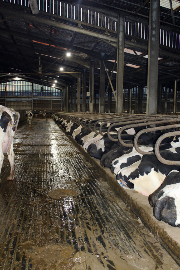 Dairy cows in cattle shed