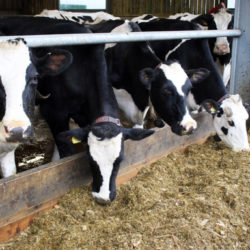 Dairy cows feeding on TMR