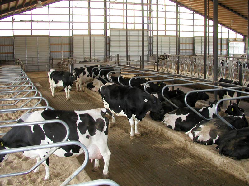 Hydrated lime used in cow cubicles