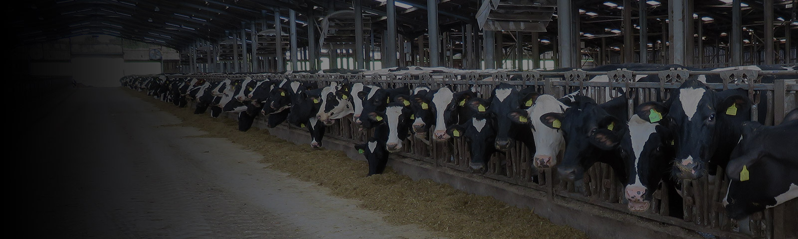 Cattle feeding on TMR