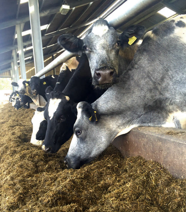 Transition Cow Rolls - TBA Ltd - Trevor Birchall Agriculture