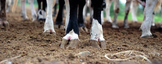 Cattle feet, Biohoof