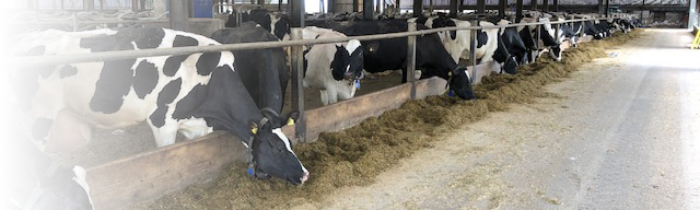 Dairy cows eating TMR