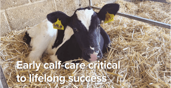Early calf-care critical to lifelong success