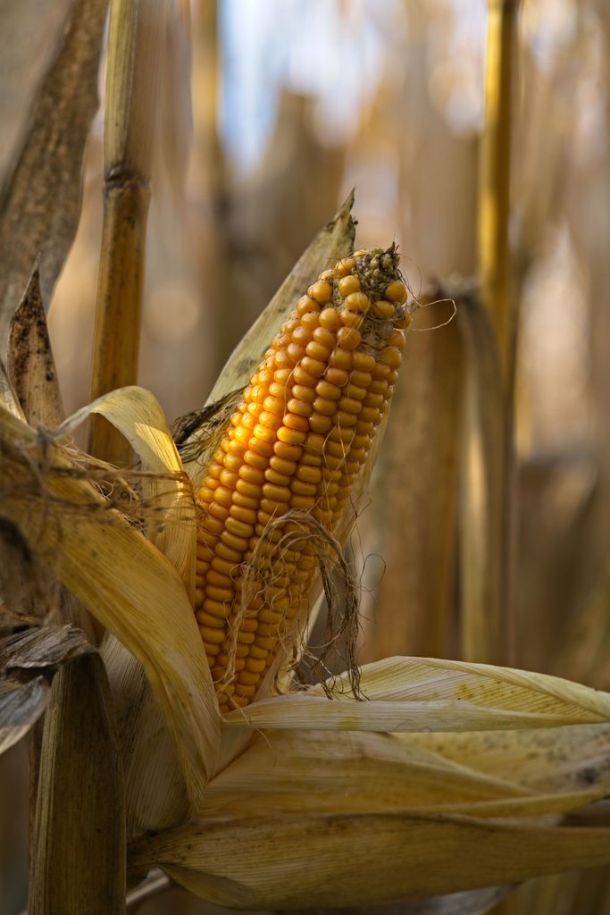 Detailed close-up of ripe corn on the cob in a sunlit field during harvest season.