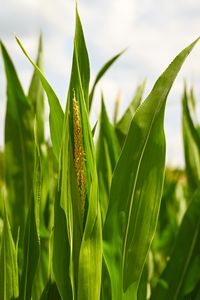 Vibrant green corn stalks with visible tassels under the bright sun.